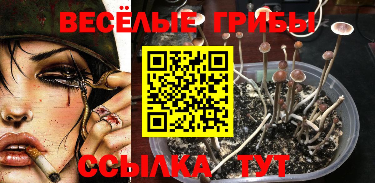 Псилоцибиновые грибы мухоморы Тверь